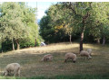 predam-ovce-small-1