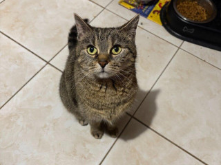 ponukam-na-adopciu-8-rocmu-macicku