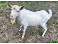 biely-geneticky-bezrohy-cap-small-0