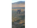 predam-barana-small-1