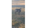 predam-barana-small-0