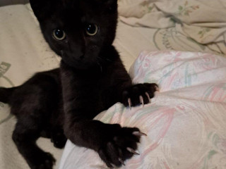 kocurik-blacky-hlada-domov