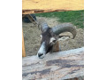 kameromuflon-small-3