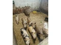 predam-prasiatka-25-30kg-85eurks-small-0