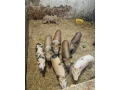 predam-prasiatka-25-30kg-85eurks-small-1