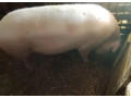 prasa-200kg-small-1
