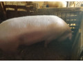 prasa-200kg-small-2