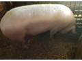 prasa-200kg-small-0