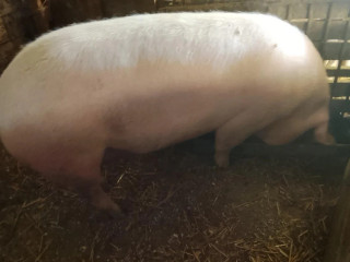 prasa-200kg