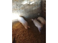 predam-prasiatko-small-1