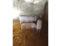 predam-prasiatko-small-3