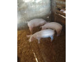 predam-prasiatko-small-0