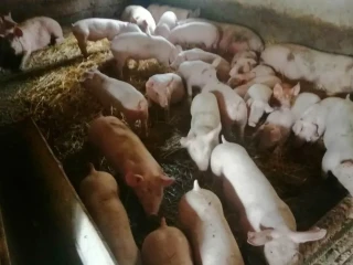 prasata