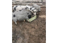 predam-prasata-small-3