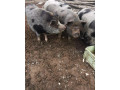 predam-prasata-small-2