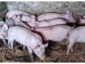 predam-odstavcata-small-2