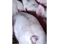 predam-odstavcata-small-4