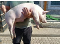 predam-odstavcata-small-3