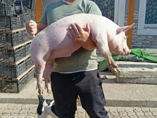 predam-odstavcata