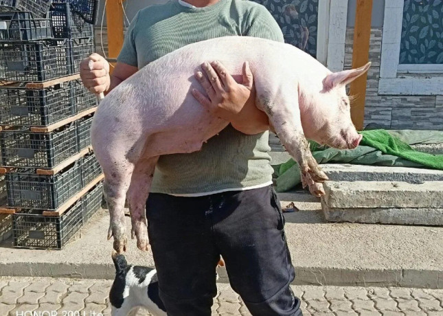 predam-odstavcata-big-0