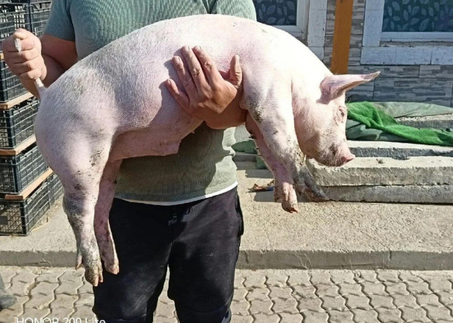 predam-odstavcata-big-3