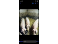 predam-osipane-small-0