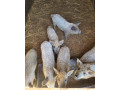 prasata-prasiatka-prasa-mangalica-small-2