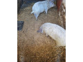 prasata-prasiatka-prasa-mangalica-small-1