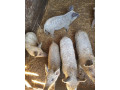 prasata-prasiatka-prasa-mangalica-small-0