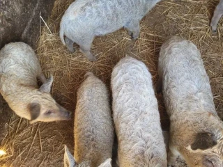 prasata-prasiatka-prasa-mangalica