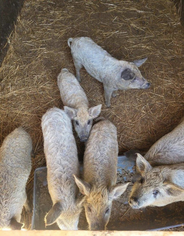 prasata-prasiatka-prasa-mangalica-big-2