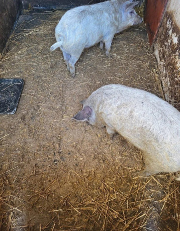 prasata-prasiatka-prasa-mangalica-big-1