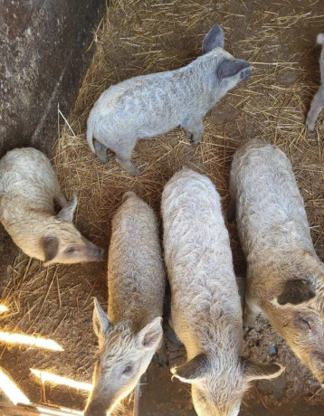 prasata-prasiatka-prasa-mangalica-big-0