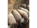predan-prasata-small-4