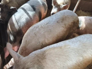 predan-prasata
