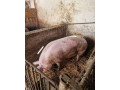 predam-osipane-small-0