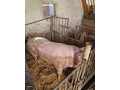 predam-osipane-small-1