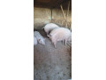 prasata-small-1
