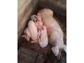 predam-prasnicu-s-prasatkami-0950407431-small-0