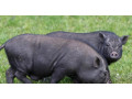 predam-20-kg-prasiatka-mlade-small-0