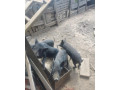 predam-vietnamske-prasiatka-small-0