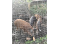 predam-durok-mangalica-small-0