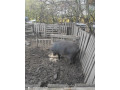 predam-durok-mangalica-small-4