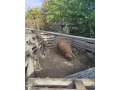 predam-durok-mangalica-small-1