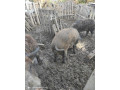 predam-durok-mangalica-small-2
