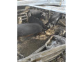 predam-durok-mangalica-small-3