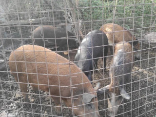 predam-durok-mangalica