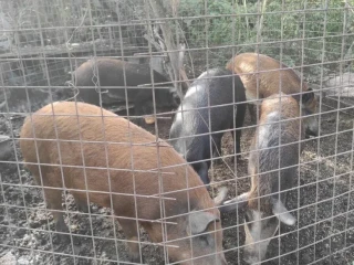 predam-durok-mangalica