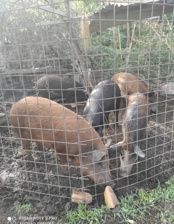 predam-durok-mangalica-big-0