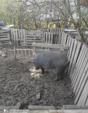 predam-durok-mangalica-big-4